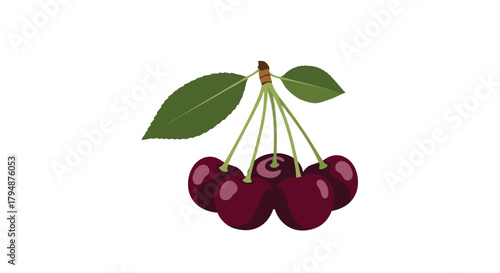 A cluster of ripe dark red cherries with green leaves and stems hanging together on a white background.