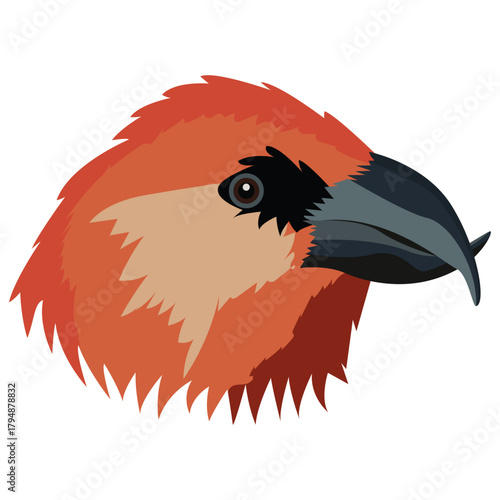 crossbill beak and head vector.