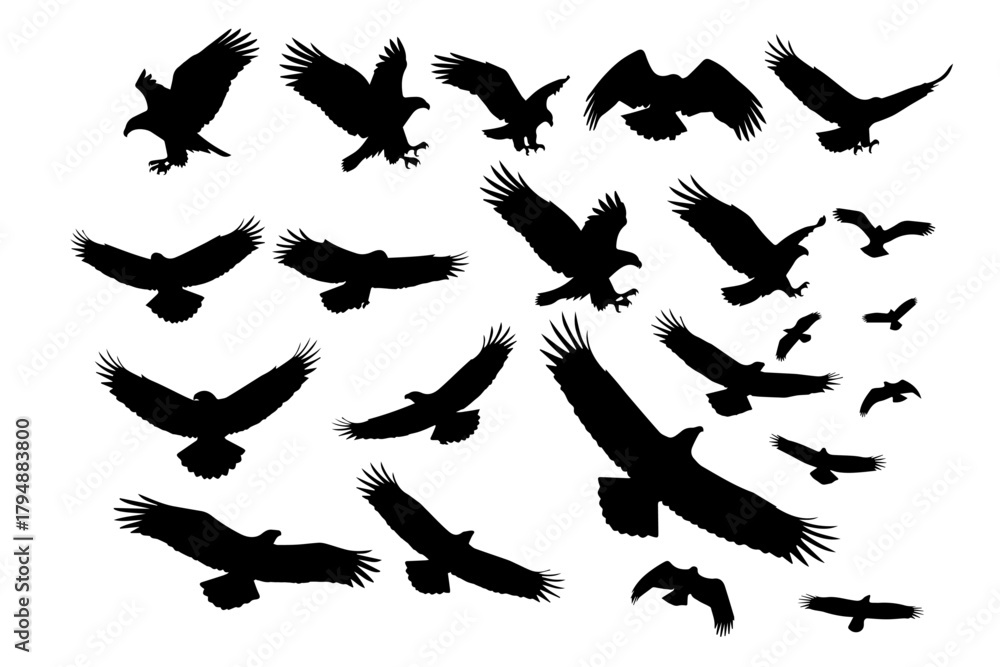 Obraz premium eagle silhouette pack