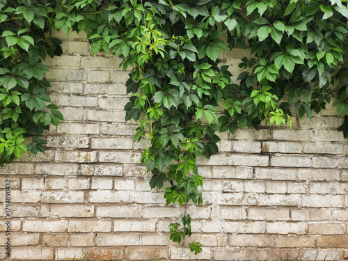 Wild grapes on a white stone wall. Postcard background