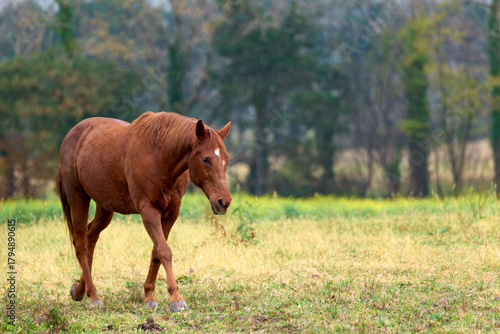 horse in the meadow walking