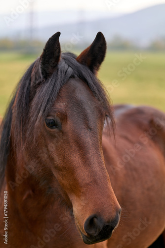 brown horse portrait
