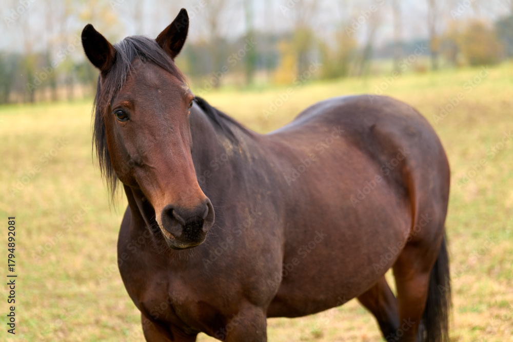 Fototapeta premium horse in the field