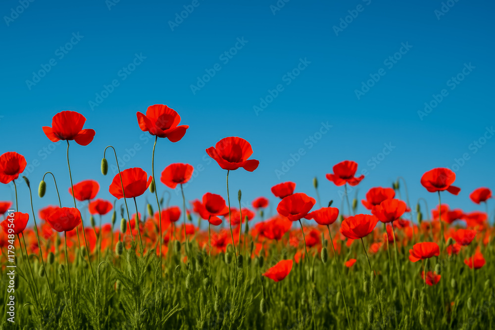 Naklejka premium Vibrant red poppies blooming under a clear blue sky