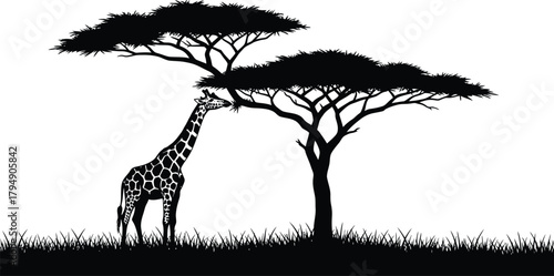 Giraffe eating from acacia tree in silhouette landscape illustration