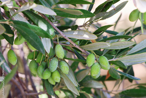 Green olives on a branch in bright sunlight.