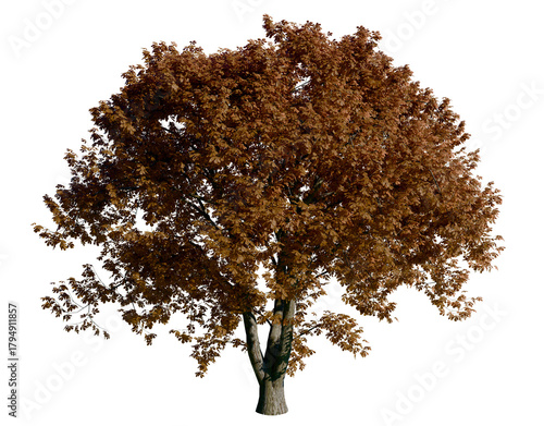 Isolated tree with transparent background. Asculus hippocastanum or the horse chestnut is a robust tree up to 25 meters high. Autumn version.	