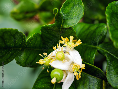 young kaffir limes fruit on kaffir flower, baby kaffir limes forming, citrus hystrix young fruit development
