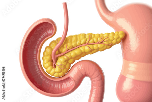 Detailed illustration of the human pancreas nestled within the digestive system