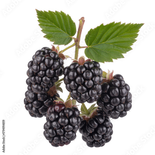 Dark ripe blackberries with green leaves isolated on a transparent background