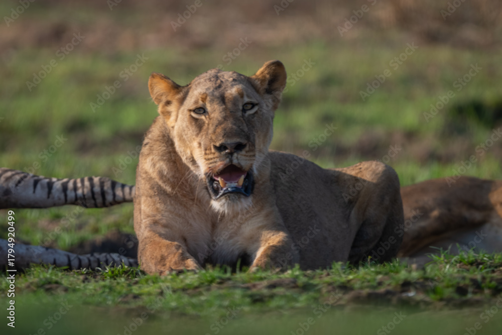 Fototapeta premium Close-up of lioness lying with zebra carcase