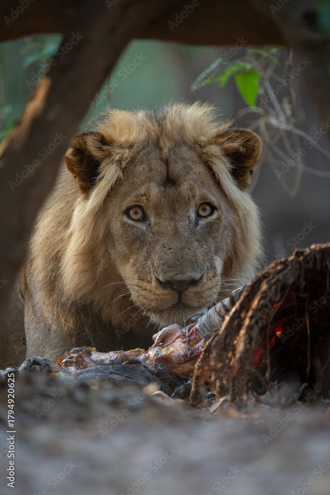Fototapeta premium Close-up of male lion lying by zebra