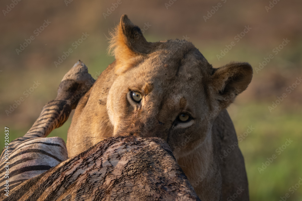 Fototapeta premium Close-up of lioness feeding on zebra carcase