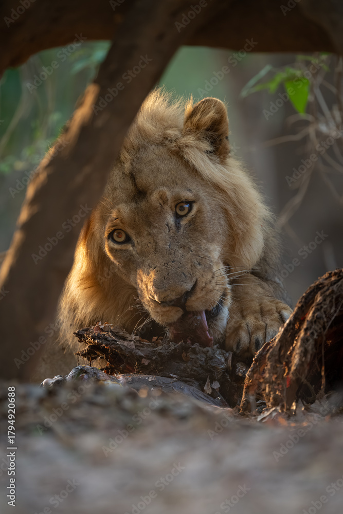 Fototapeta premium Close-up of male lion lying licking zebra