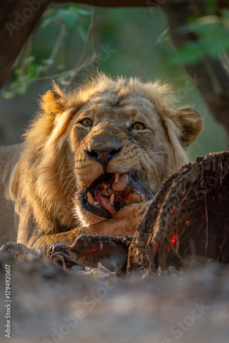 Canvas Print Close-up of male lion lying gnawing kill