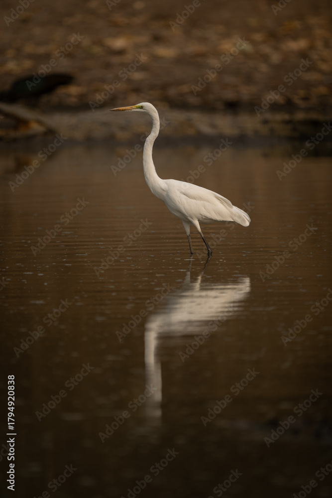 Fototapeta premium Great egret wades through pool casting reflection
