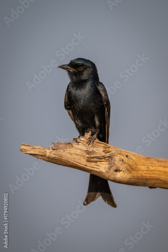 Fork-tailed drongo with catchlight on dead branch