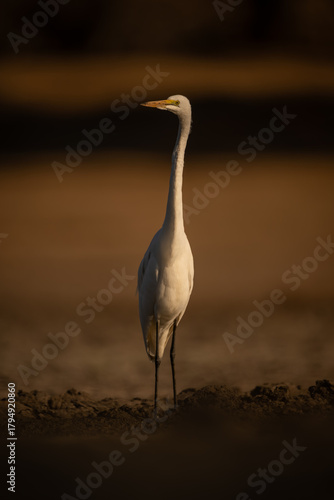 Great egret stands watching camera from riverbank