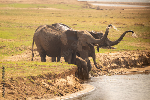 Four African bush elephants bathing on riverbank