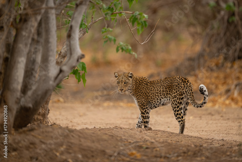 Photography Female leopard stands turning back toward camera