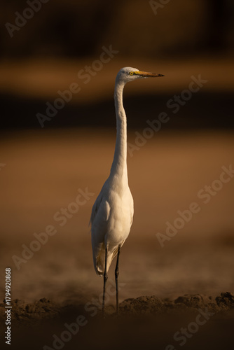 Great egret stands on riverbank stretching neck