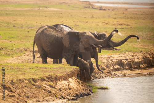 Canvas Print Four African bush elephants bathe on riverbank