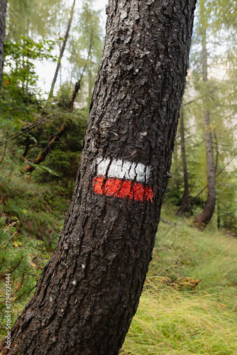 Wallpaper Mural CAI red white trail marker painted on tree trunk in forest indicates official hiking trail. Outdoor navigation mountain safety Italian Alpine Club Torontodigital.ca