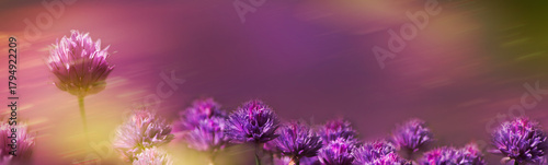 Beautiful purple flowers on natural background in sunlight . Artistic image