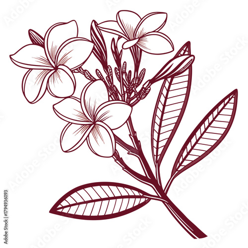 Maroon Frangipani Botanical Line Art Drawing