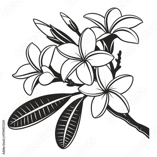 Stylized Frangipani Branch Black White Drawing