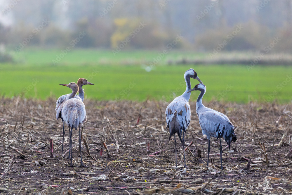 Fototapeta premium Kraniche auf abgeernteten Maisfeld in der Region Zingst an der Ostsee.