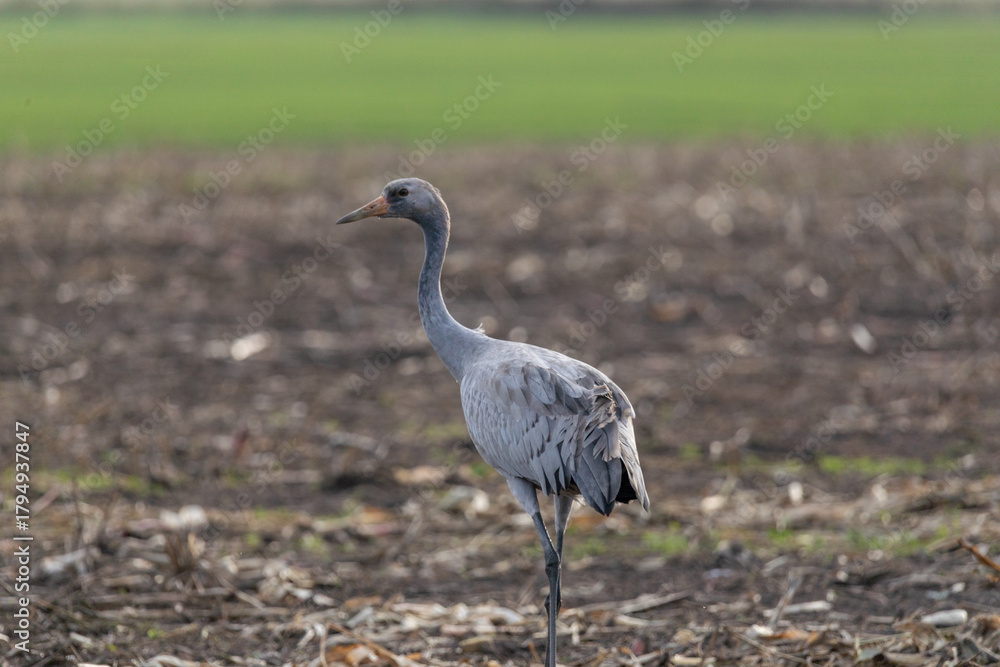 Fototapeta premium Junger Kranich auf abgeernteten Maisfeld in der Region Zingst an der Ostsee.