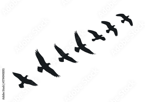 A flock of birds in flight against a white background
