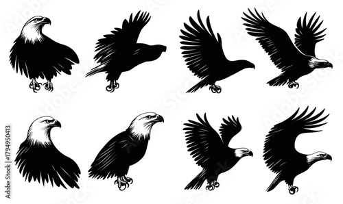 Set of bald eagle silhouettes in various flying and perched poses, black and white minimalist vector illustrations of powerful raptors with detailed feathers and sharp beaks