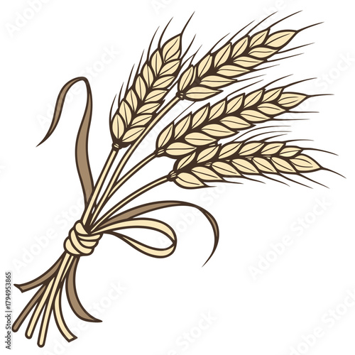 Bunch of wheat ears tied with a ribbon on a white background Keywords: wheat, grain, agriculture, harvest, food, bread, cereal, plant, stalk, ear of wheat, golden, brown, ribbon, tied, bunch