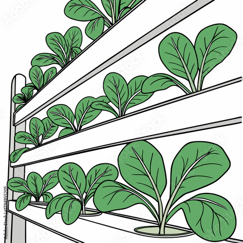 Hydroponic vertical farm with rows of leafy green plants growing in channels Keywords: hydroponics, vertical farm, agriculture, farming, plants, greens, lettuce, spinach, cultivation, growing, food