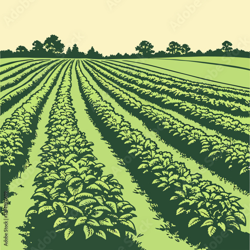 Vast green field with rows of potato plants under a pale sky agriculture crops