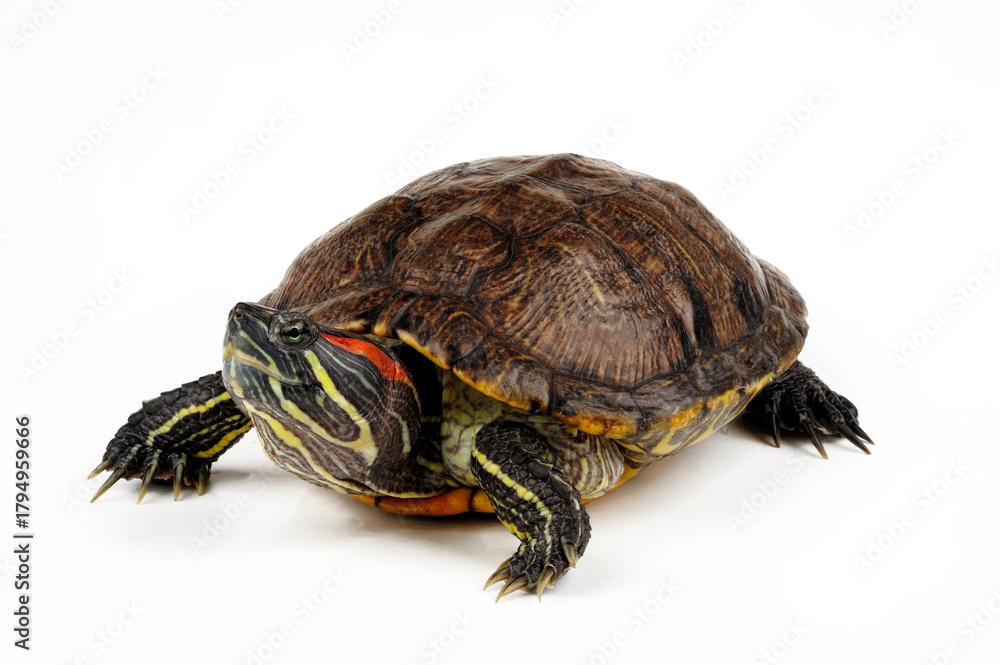 Fototapeta premium Red-eared slider // Rotwangen-Schmuckschildkröte (Trachemys scripta elegans)