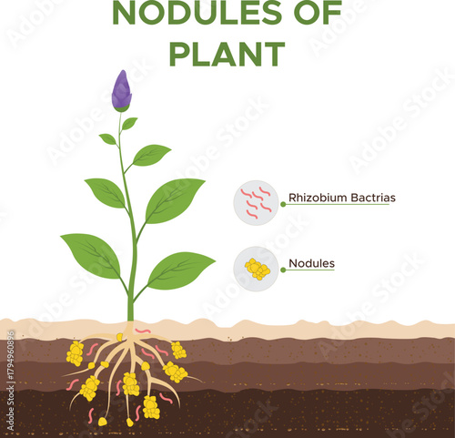 Plant Root Nodules Growth Process Illustration