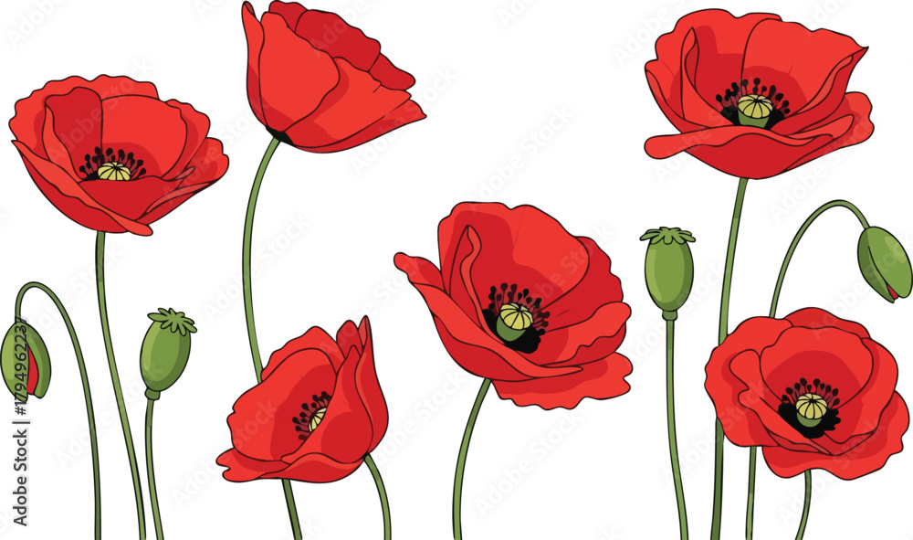 Obraz premium Vibrant Red Poppies with Green Stems and Buds Displayed Against a White Background