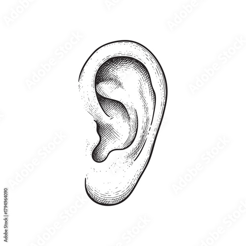 Hand-drawn sketch of a human ear with hatching detail on white vector illutrastion transparent background