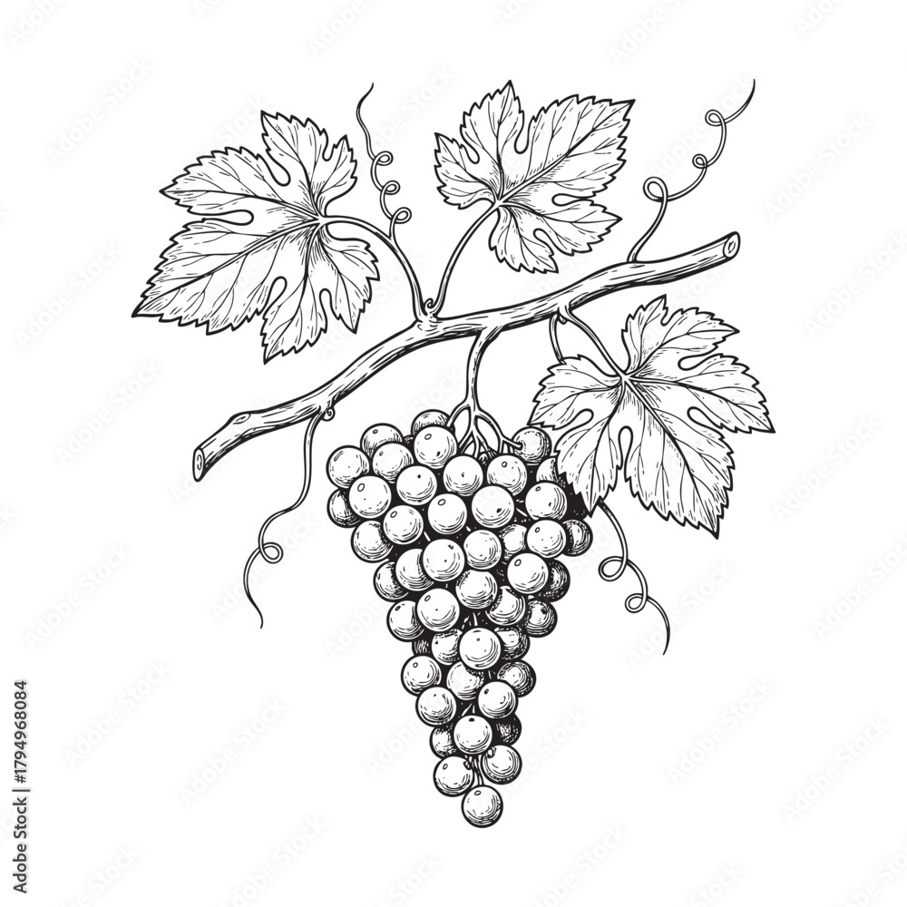 Fototapeta premium Vintage style sketch of a grape vine branch with ripe fruit and vector illutrastion transparent background