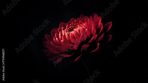Red Chrysanthemum Against Black Background Elegant Flower Still Life for Beauty, Calm, and Luxury