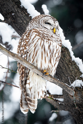 Baird Owl in Winter
