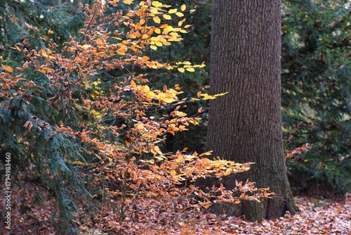 Herbstbusch neben Baumstamm im November