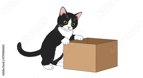 Curious black and white tuxedo kitten with green eyes playfully interacting with an empty brown cardboard box on a white background.