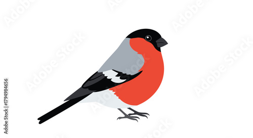 Beautiful illustration of a bullfinch bird with its characteristic red, grey, and black plumage, shown in a side view profile.