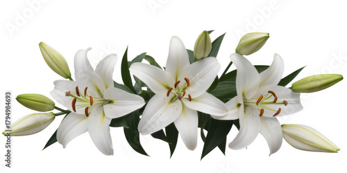 White lilies blooming buds isolated on a transparent background