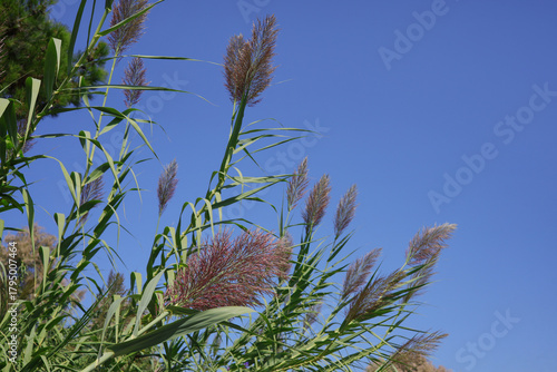 Close-up of a giant reed plant (Arundo donax) against a blue sky with copy space