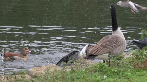 Egyptian Goose (Alopochen aegyptiaca) chasing a Coot (Fulica atra) out of the water and across the grass. October, Kent, UK (Slow motion x5)